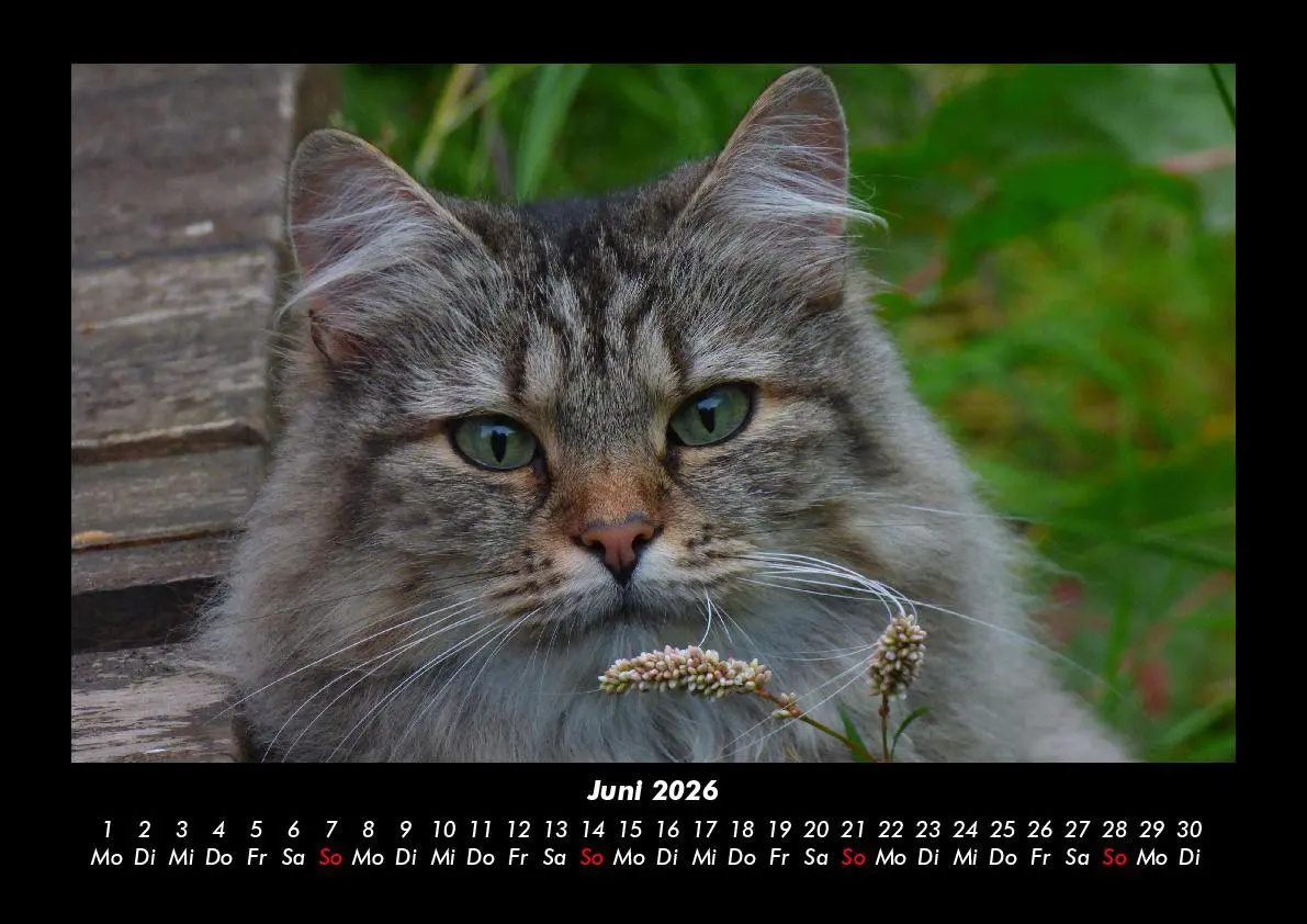 Bild: 9783695417223 | Für Katzenfreunde 2026 Fotokalender DIN A3 | Tobias Becker | Kalender
