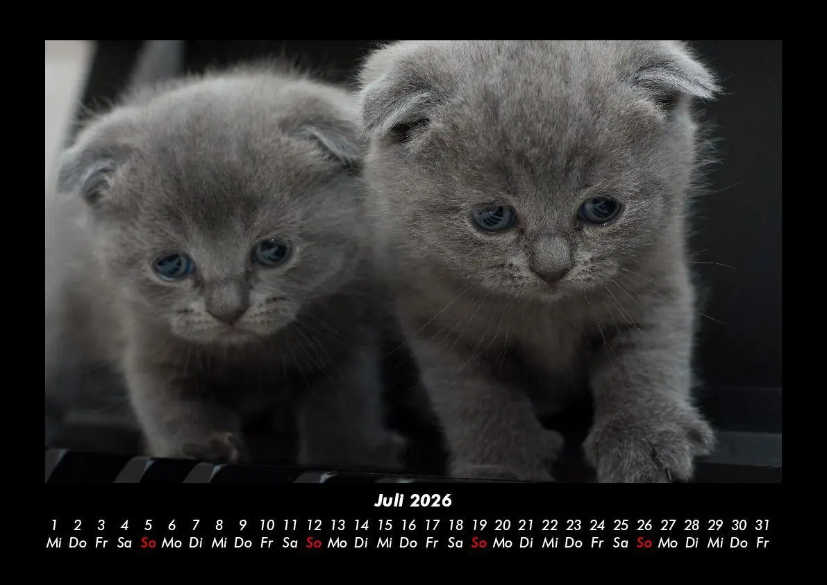 Bild: 9783695417223 | Für Katzenfreunde 2026 Fotokalender DIN A3 | Tobias Becker | Kalender