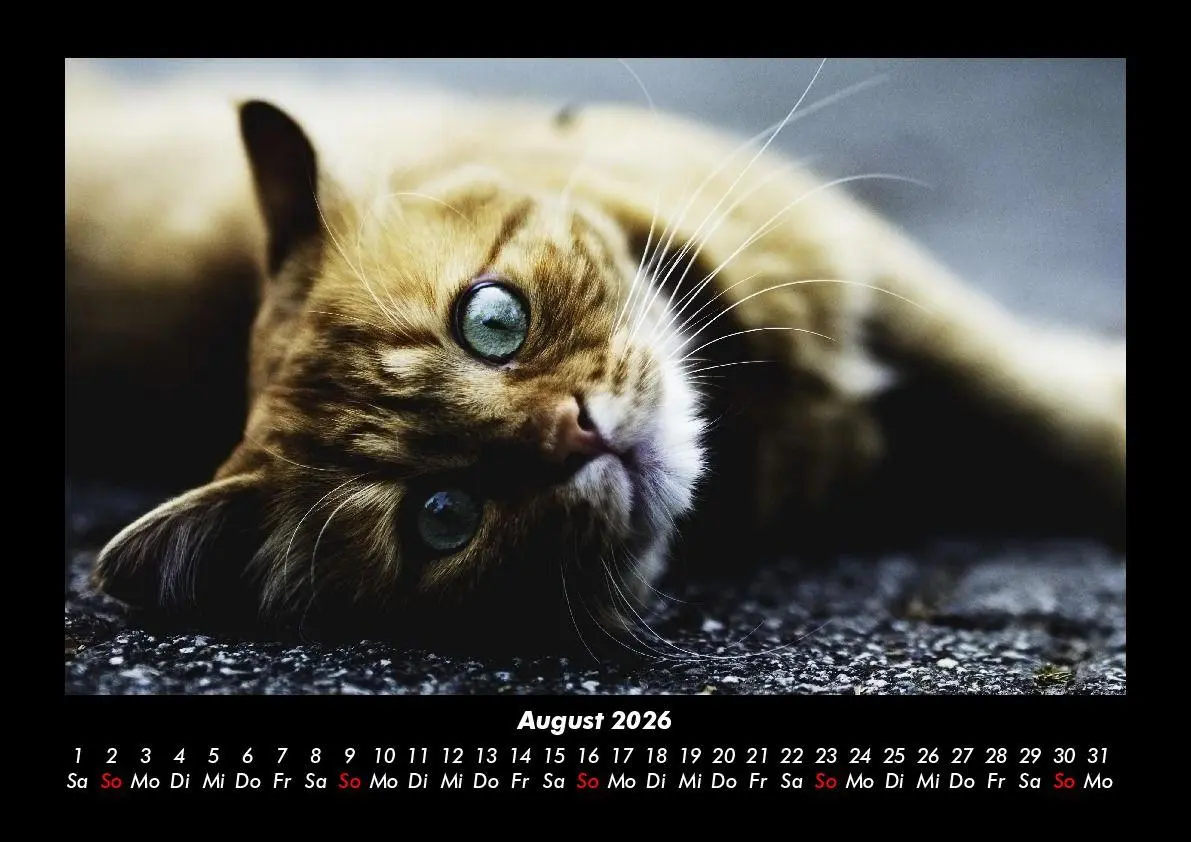 Bild: 9783695417223 | Für Katzenfreunde 2026 Fotokalender DIN A3 | Tobias Becker | Kalender