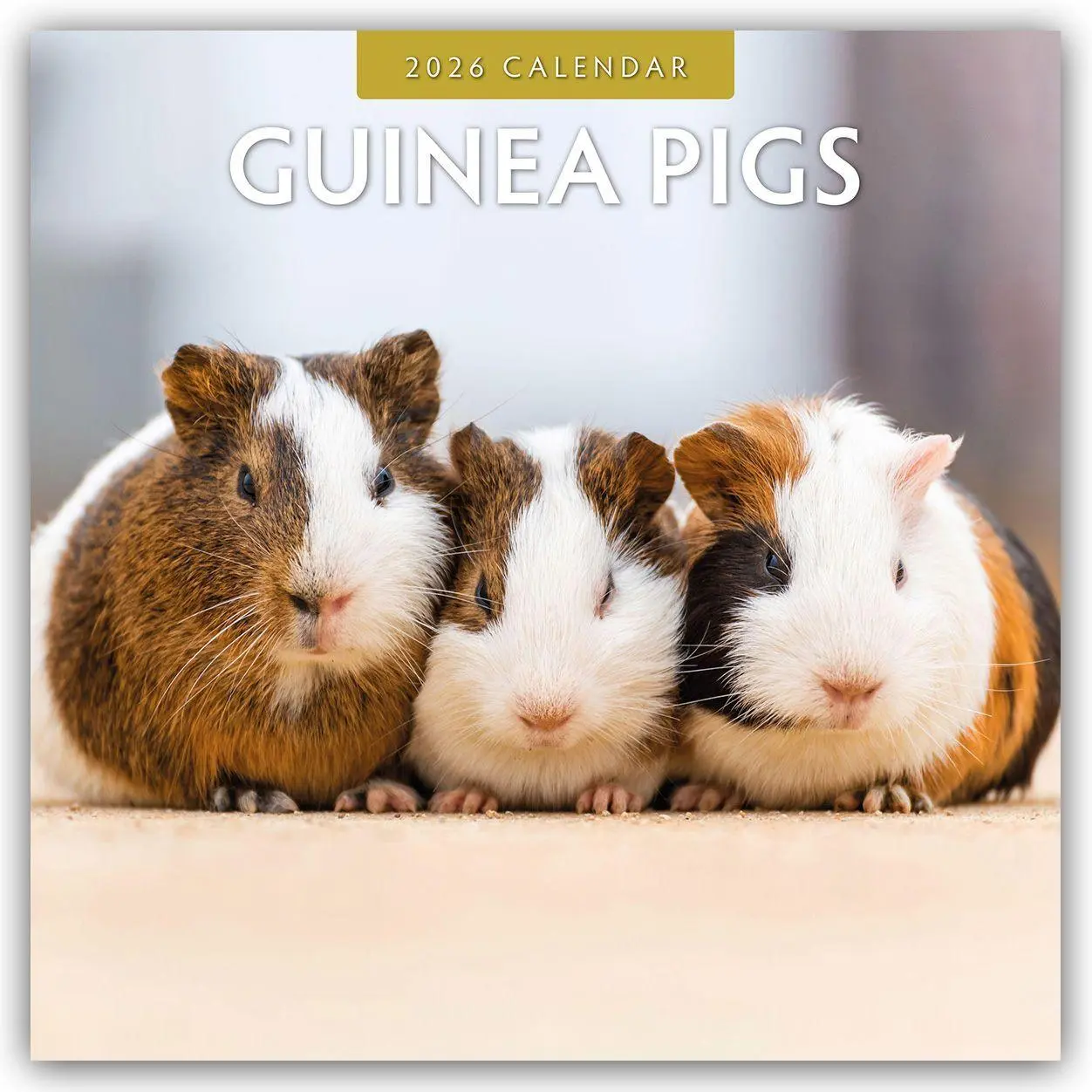 Cover: 9781804427323 | Guinea Pigs  2026 Square Wall Calendar | Red Robin | Taschenbuch