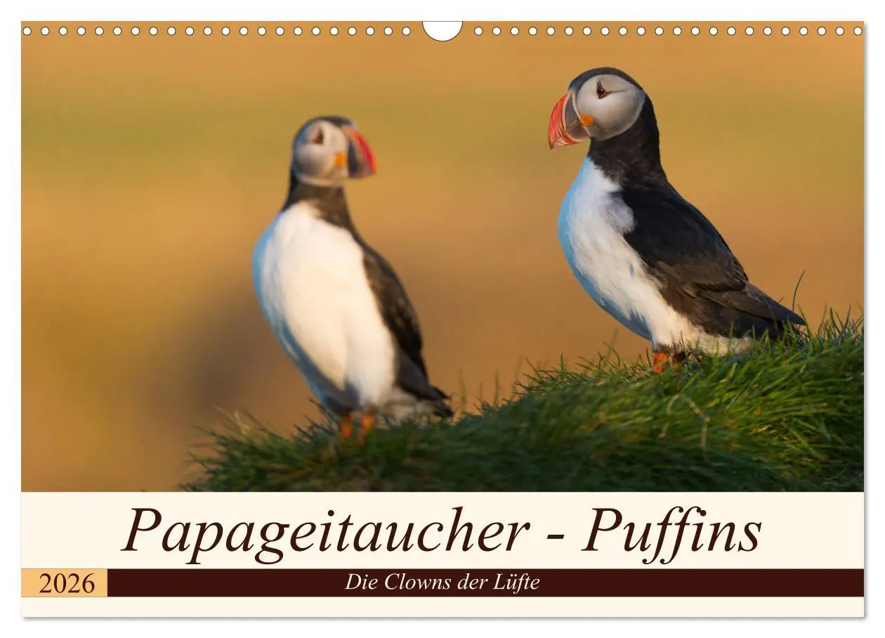 Cover: 9783457807323 | Papageitaucher - Puffins (Wandkalender 2026 DIN A3 quer), CALVENDO...