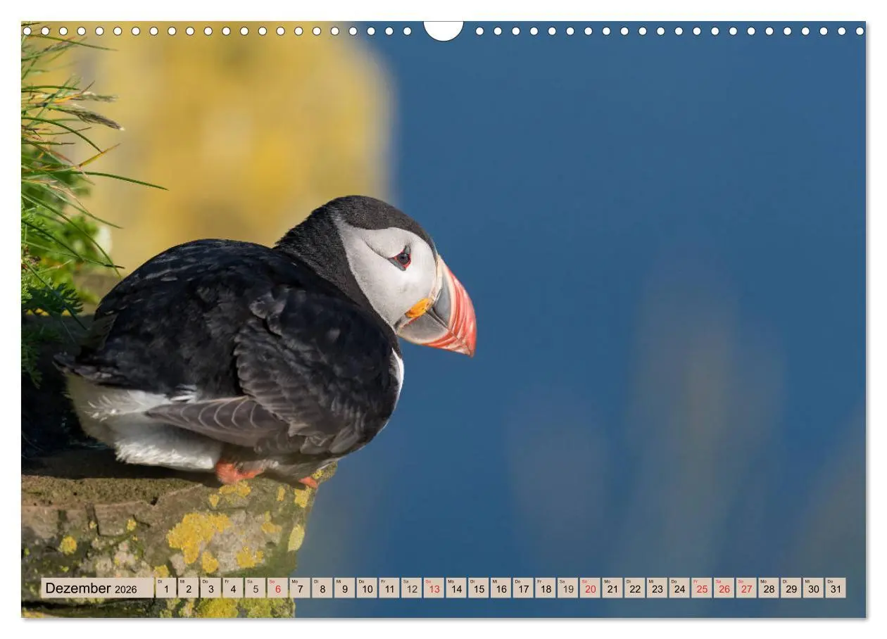 Bild: 9783457807323 | Papageitaucher - Puffins (Wandkalender 2026 DIN A3 quer), CALVENDO...