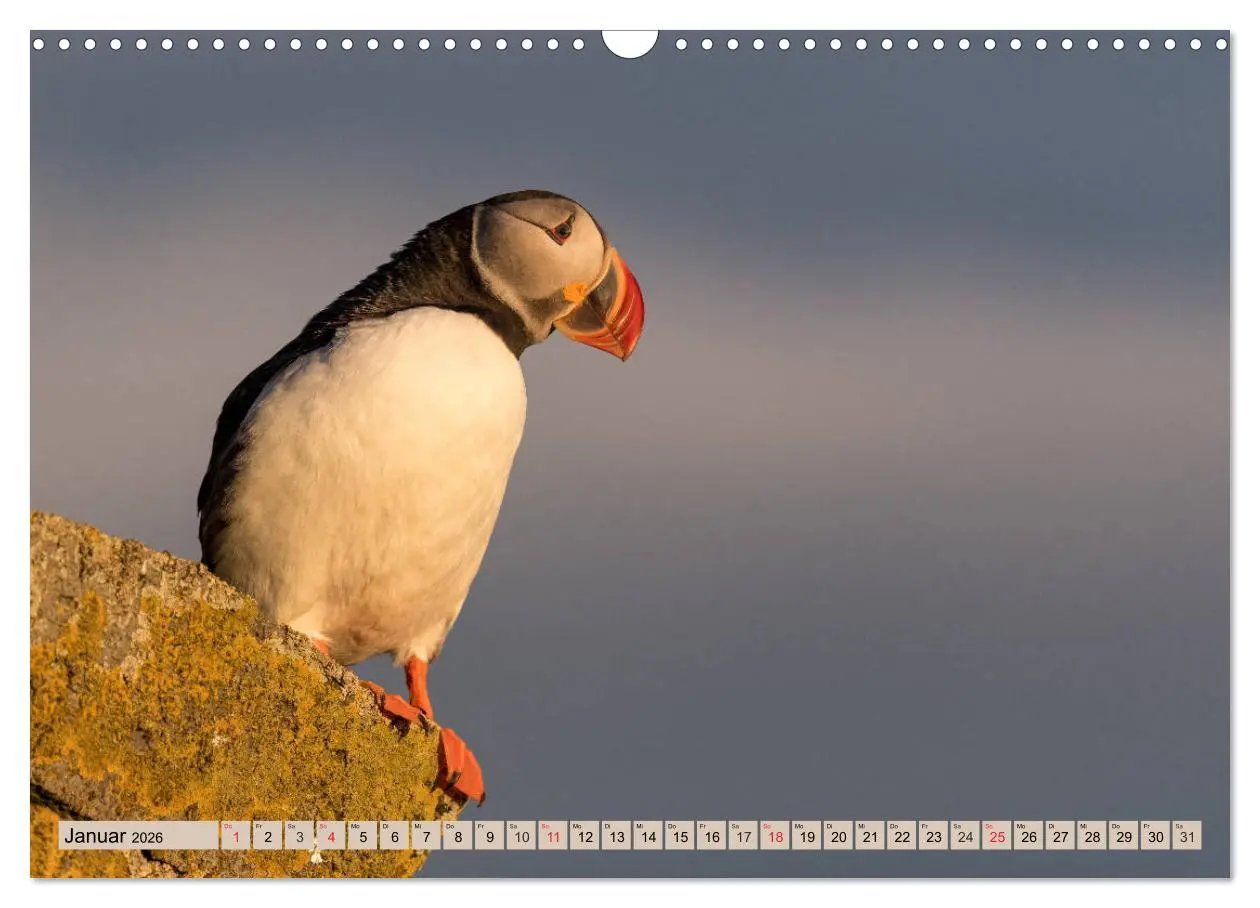 Bild: 9783457807323 | Papageitaucher - Puffins (Wandkalender 2026 DIN A3 quer), CALVENDO...