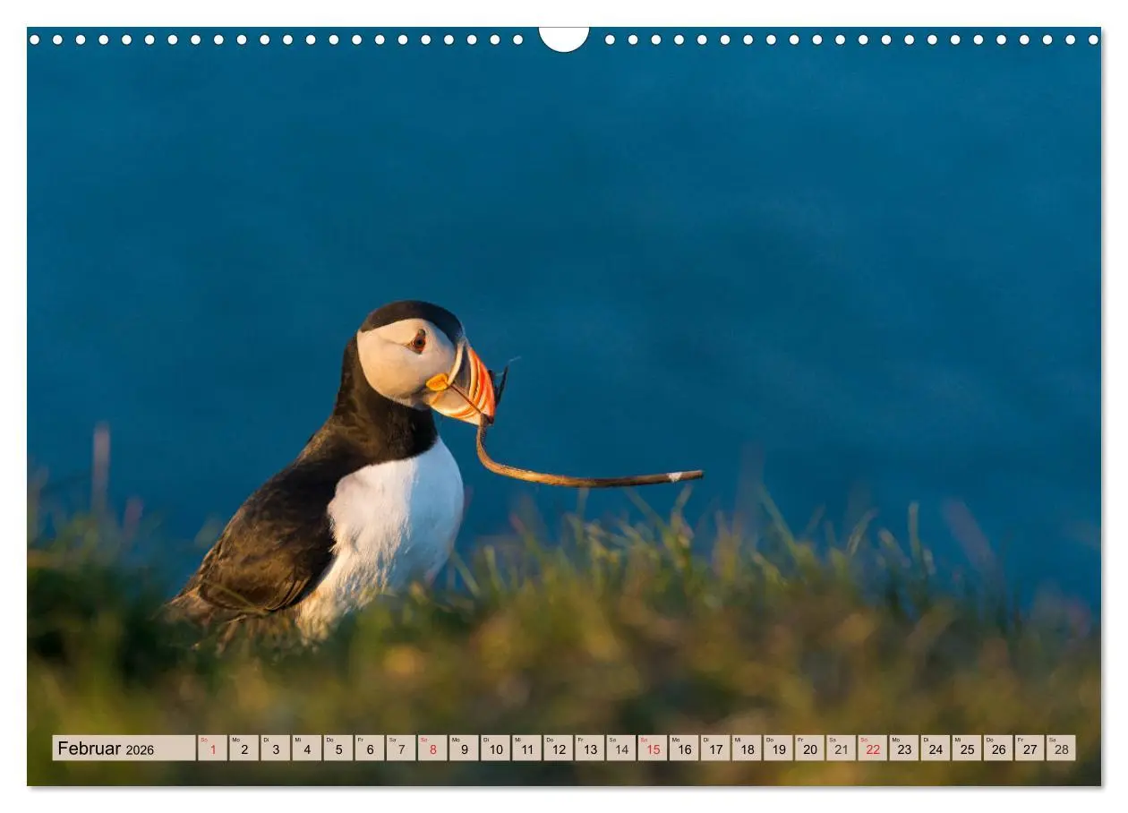 Bild: 9783457807323 | Papageitaucher - Puffins (Wandkalender 2026 DIN A3 quer), CALVENDO...