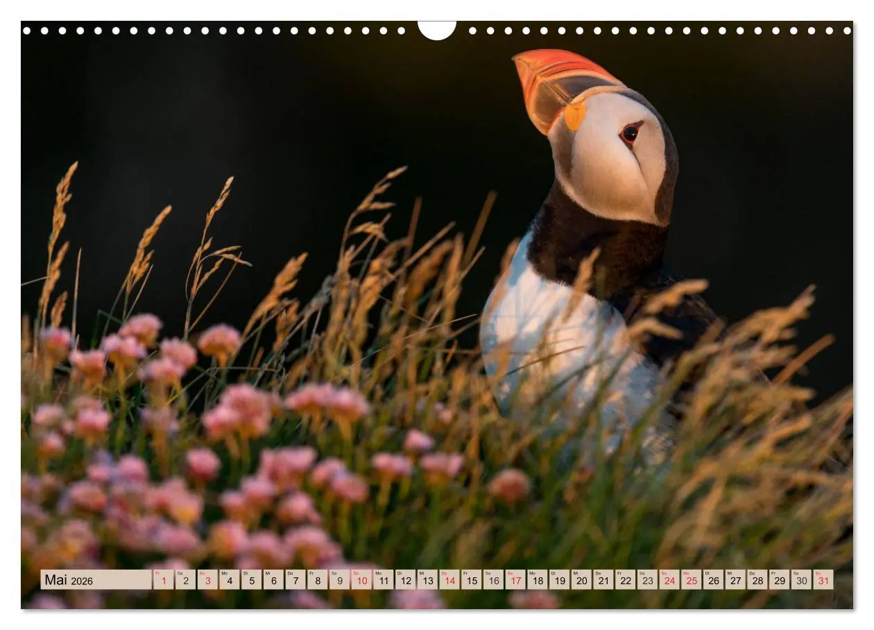 Bild: 9783457807323 | Papageitaucher - Puffins (Wandkalender 2026 DIN A3 quer), CALVENDO...
