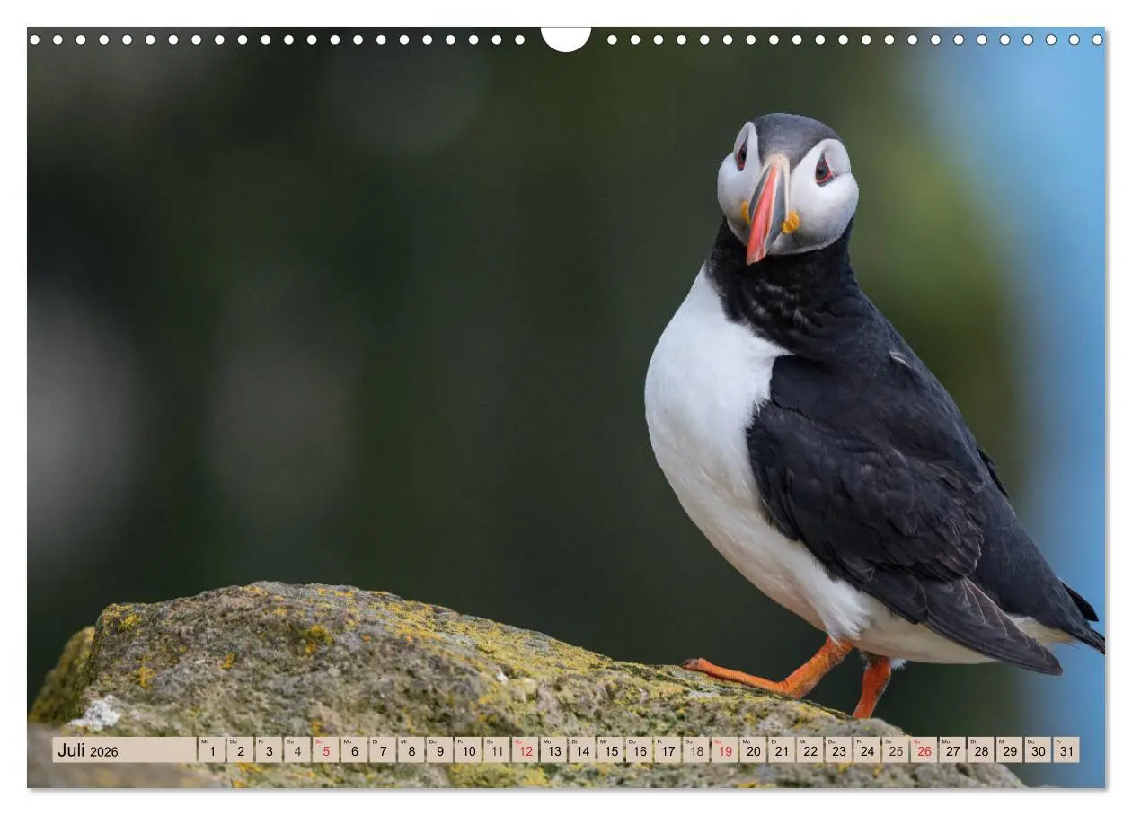 Bild: 9783457807323 | Papageitaucher - Puffins (Wandkalender 2026 DIN A3 quer), CALVENDO...