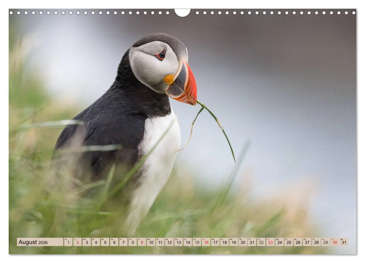 Bild: 9783457807323 | Papageitaucher - Puffins (Wandkalender 2026 DIN A3 quer), CALVENDO...