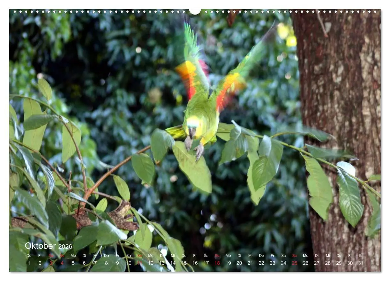 Bild: 9783516137323 | Blaustirnamazonen - Papageien in Paraguay (hochwertiger Premium...