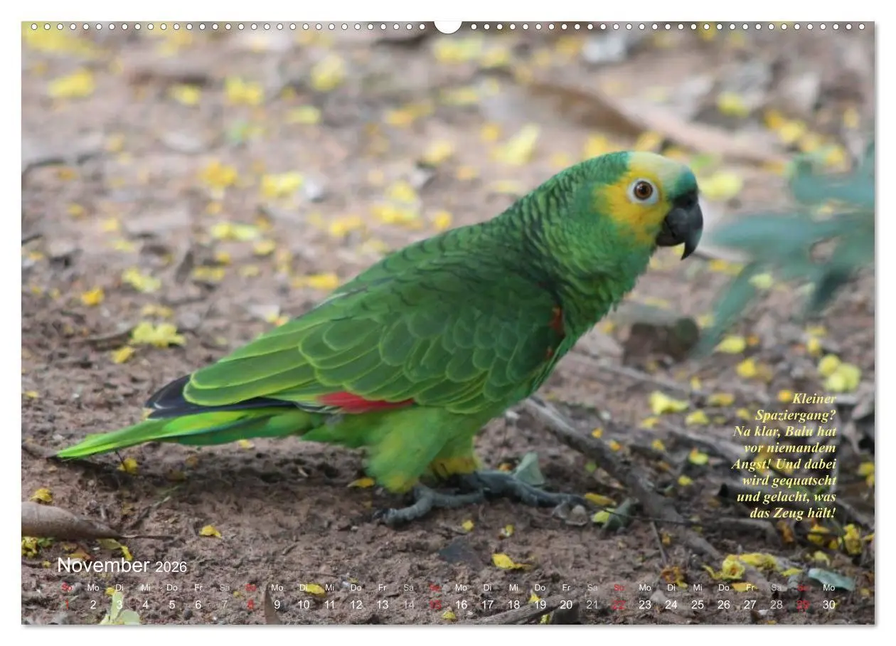Bild: 9783516137323 | Blaustirnamazonen - Papageien in Paraguay (hochwertiger Premium...