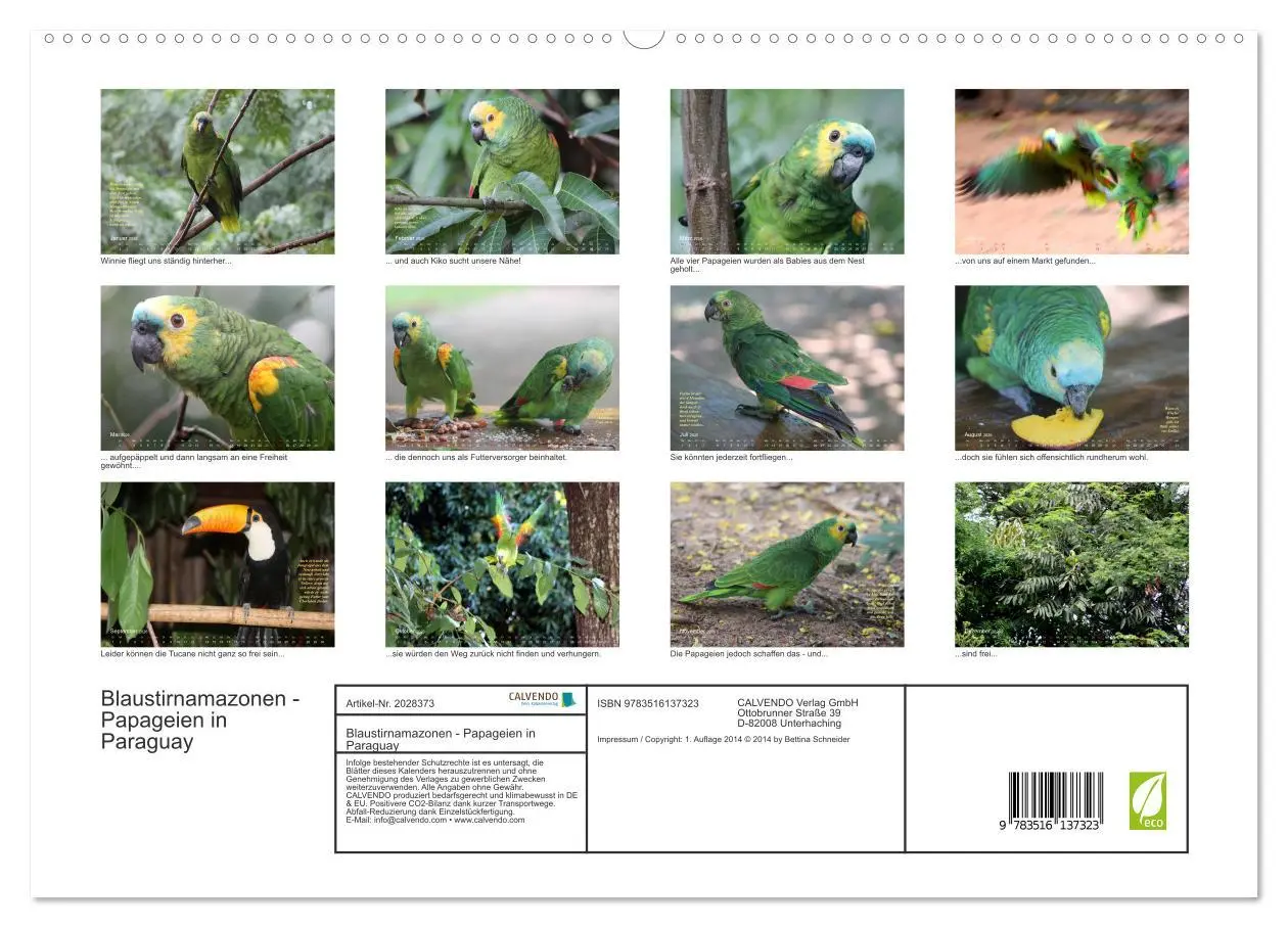 Bild: 9783516137323 | Blaustirnamazonen - Papageien in Paraguay (hochwertiger Premium...
