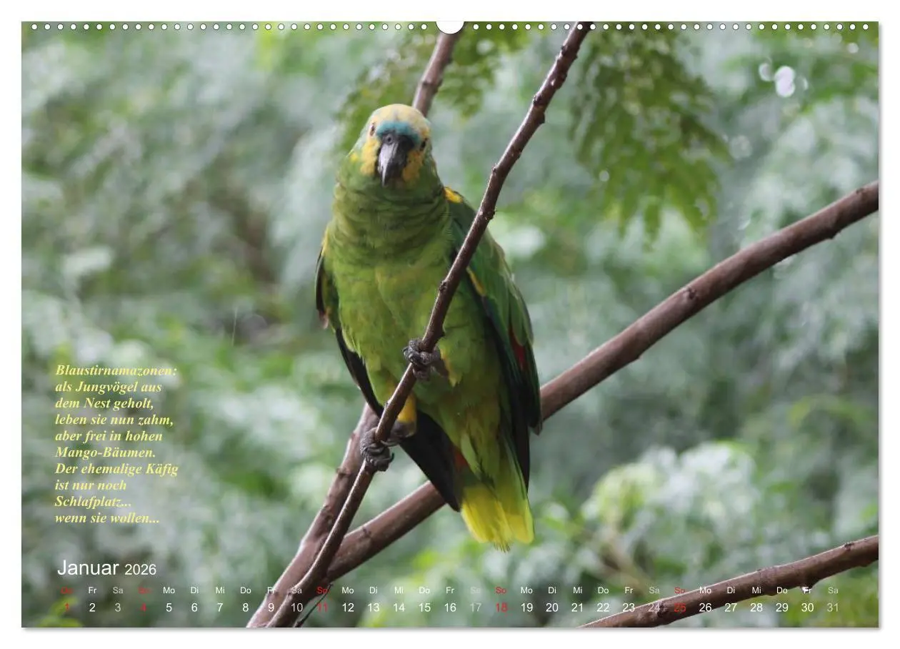 Bild: 9783516137323 | Blaustirnamazonen - Papageien in Paraguay (hochwertiger Premium...