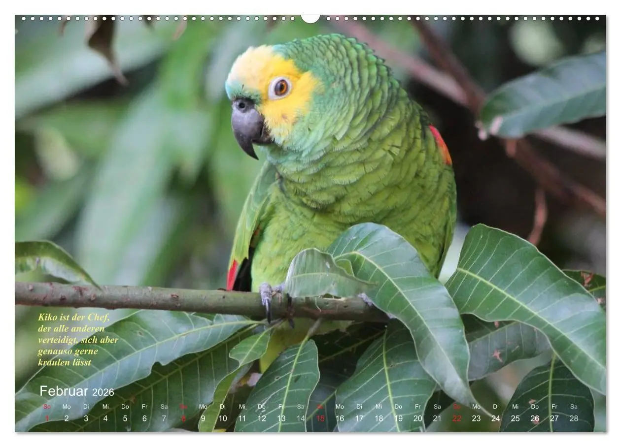 Bild: 9783516137323 | Blaustirnamazonen - Papageien in Paraguay (hochwertiger Premium...