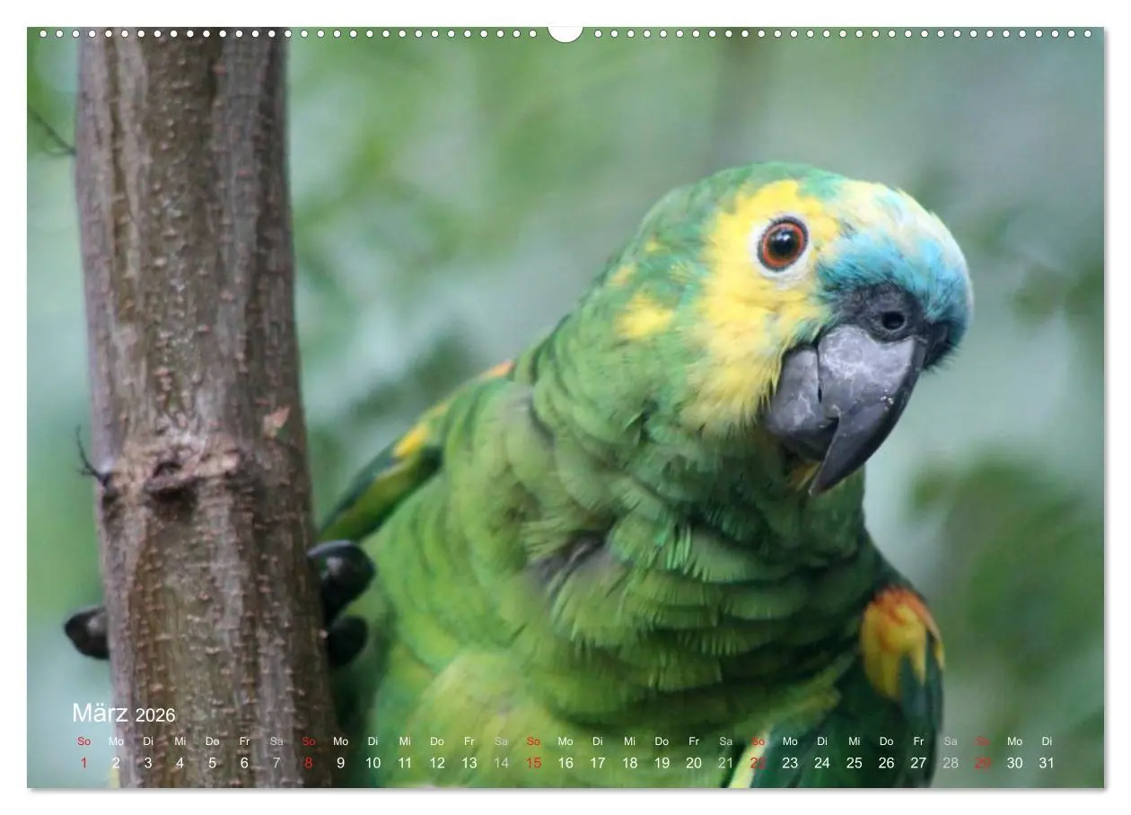 Bild: 9783516137323 | Blaustirnamazonen - Papageien in Paraguay (hochwertiger Premium...