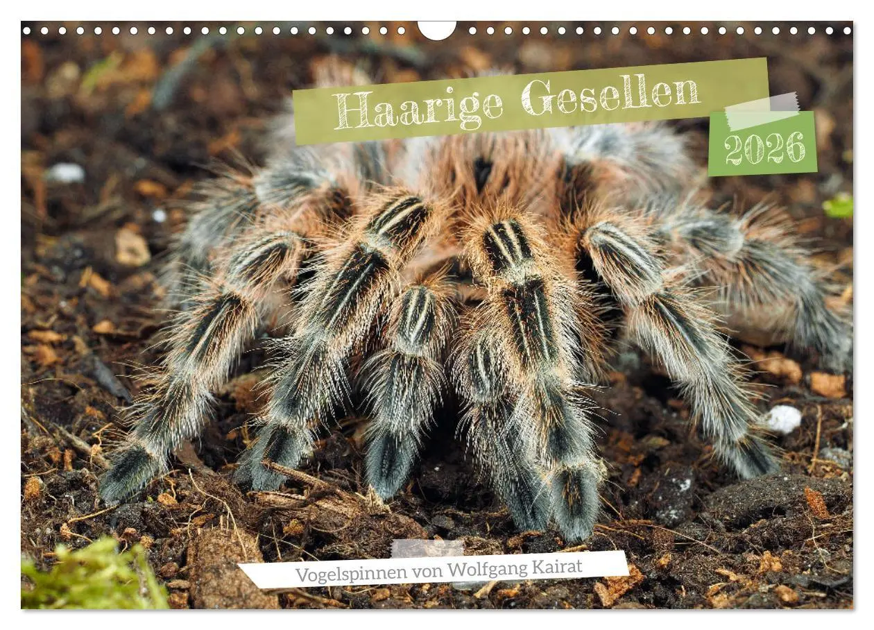 Cover: 9783457347423 | Haarige Gesellen (Wandkalender 2026 DIN A3 quer), CALVENDO...