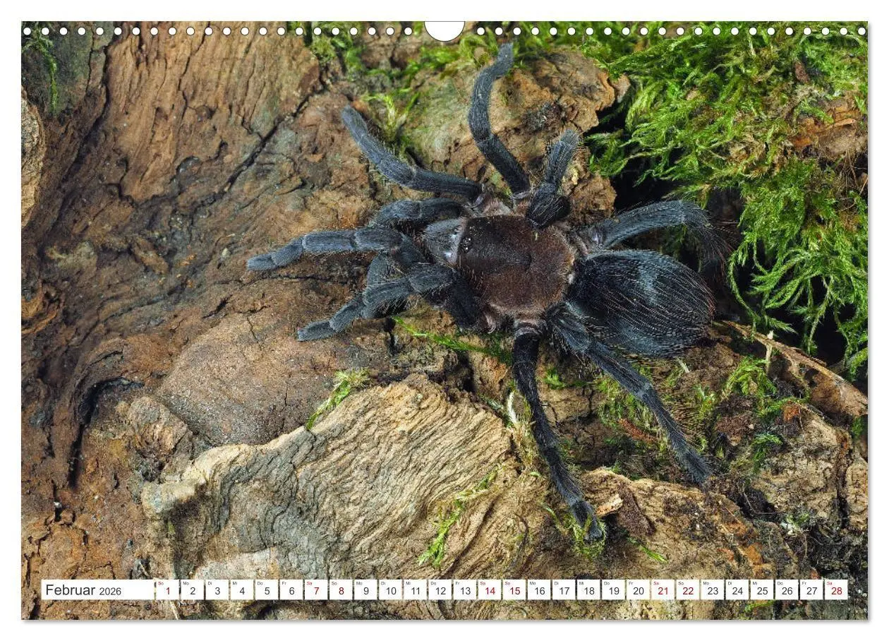 Bild: 9783457347423 | Haarige Gesellen (Wandkalender 2026 DIN A3 quer), CALVENDO...