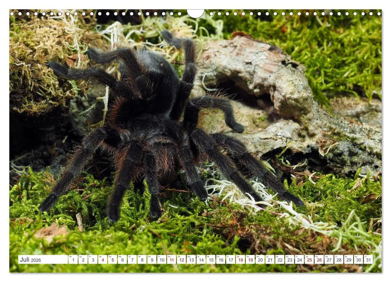 Bild: 9783457347423 | Haarige Gesellen (Wandkalender 2026 DIN A3 quer), CALVENDO...