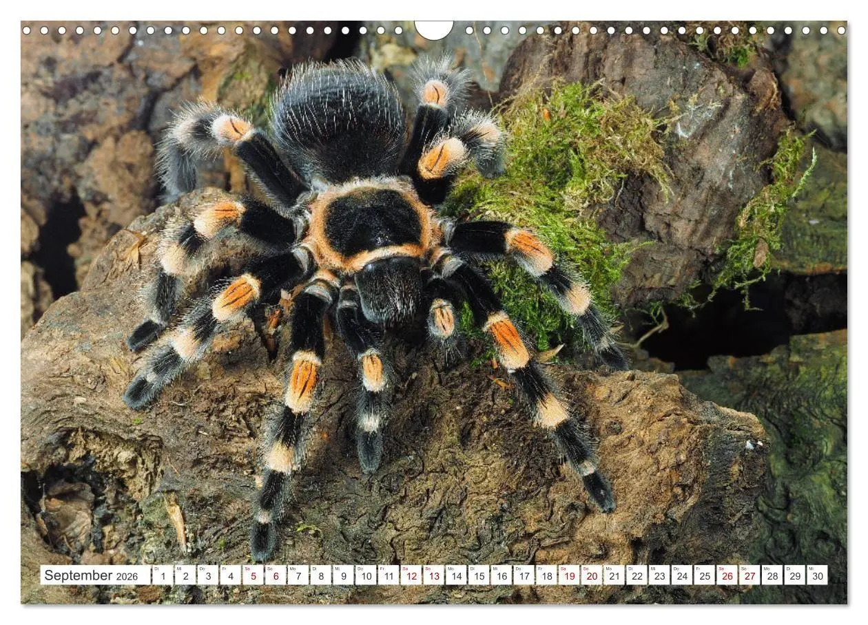 Bild: 9783457347423 | Haarige Gesellen (Wandkalender 2026 DIN A3 quer), CALVENDO...