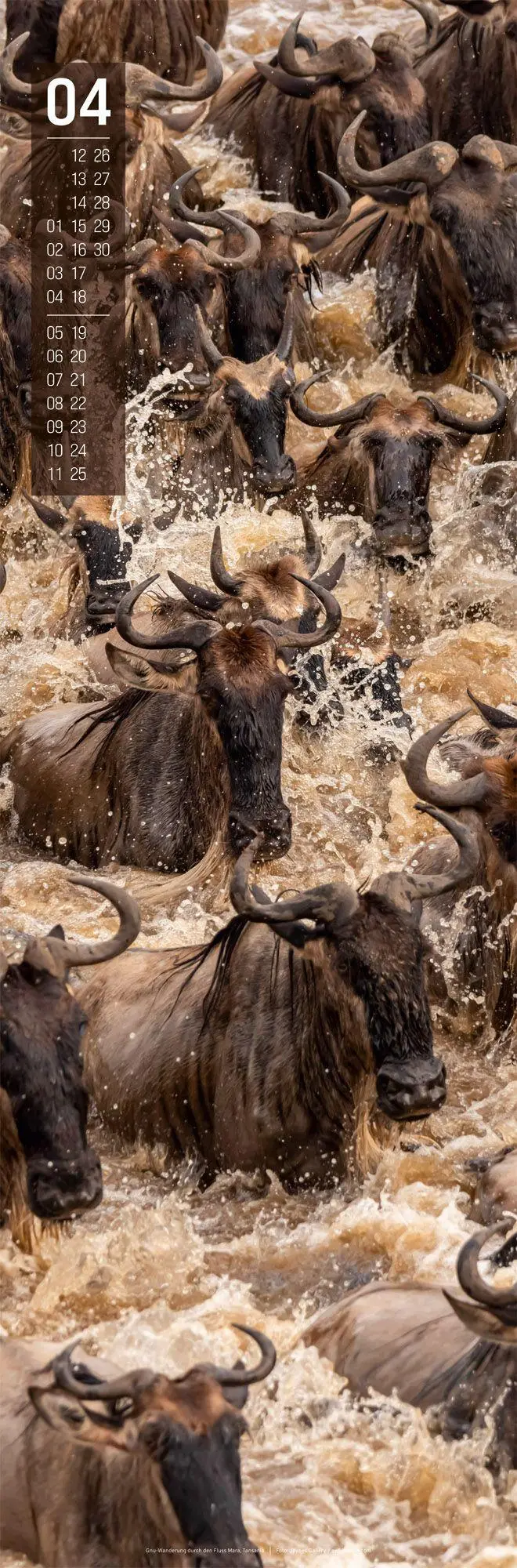 Bild: 9783838427423 | Afrika Vertikal Kalender 2027 | Ackermann Kunstverlag GmbH | Kalender