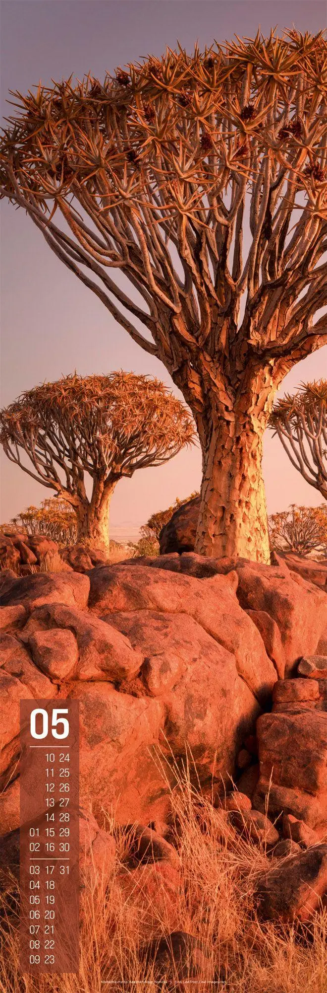 Bild: 9783838427423 | Afrika Vertikal Kalender 2027 | Ackermann Kunstverlag GmbH | Kalender