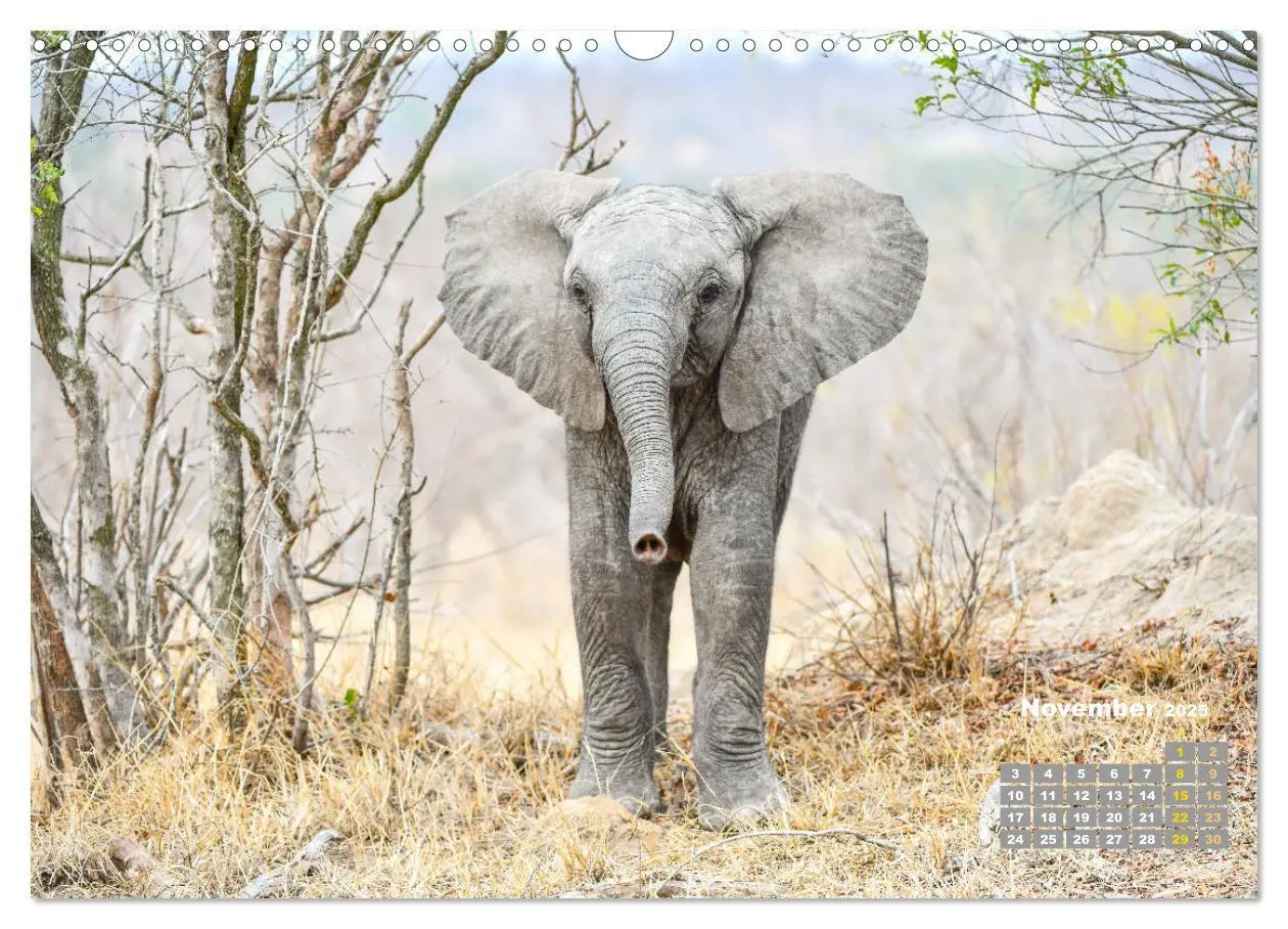 Bild: 9783435247523 | Babyelefanten (Wandkalender 2025 DIN A3 quer), CALVENDO Monatskalender