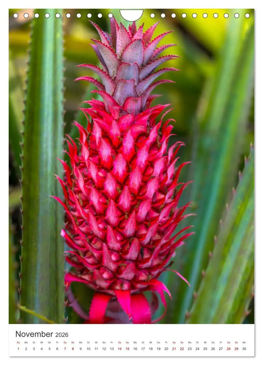 Bild: 9783516357523 | Faszination Costa Rica (Wandkalender 2026 DIN A4 hoch), CALVENDO...