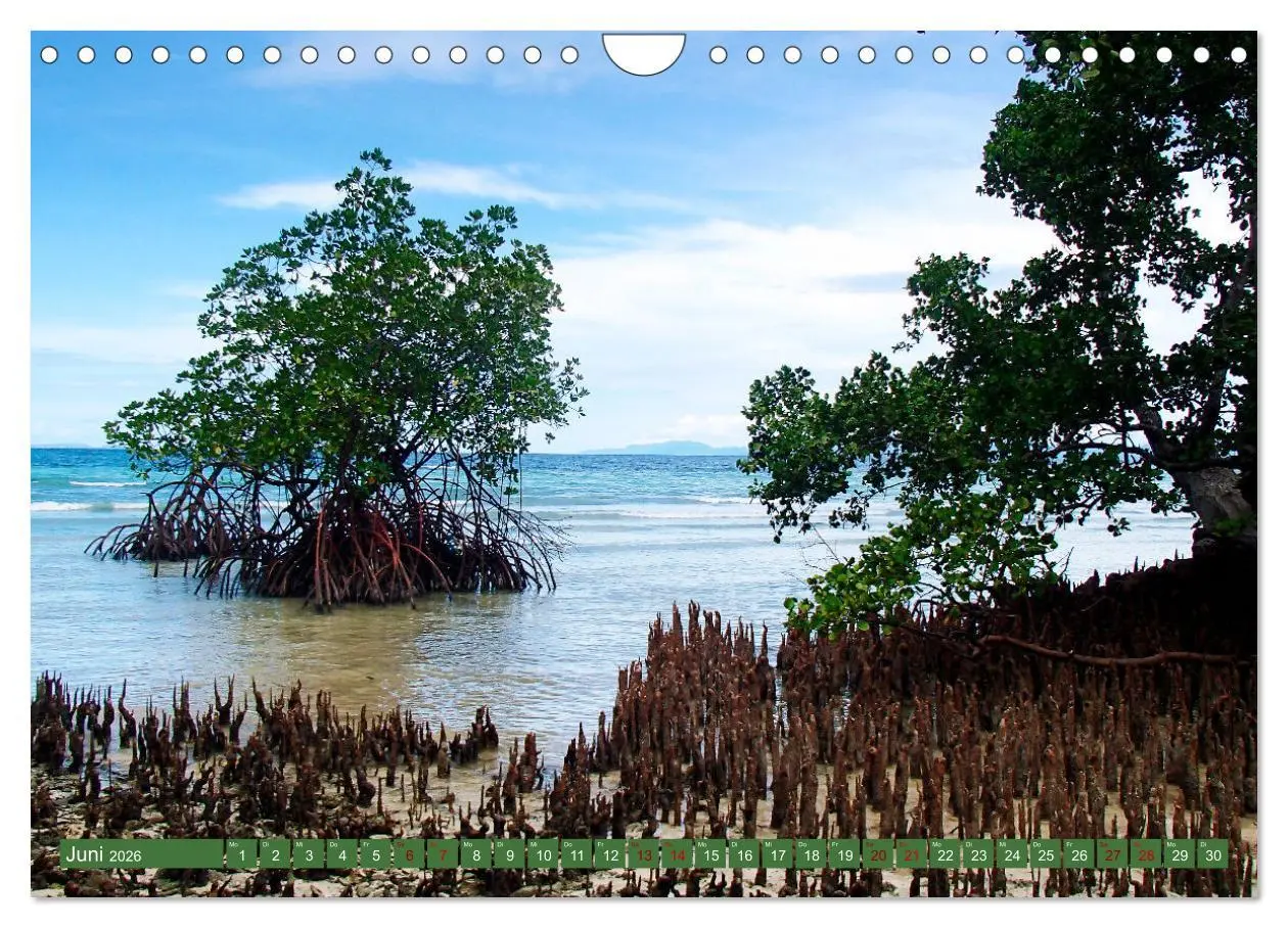 Bild: 9783457567623 | Mangroven - Natürlicher Küstenschutz (Wandkalender 2026 DIN A4...