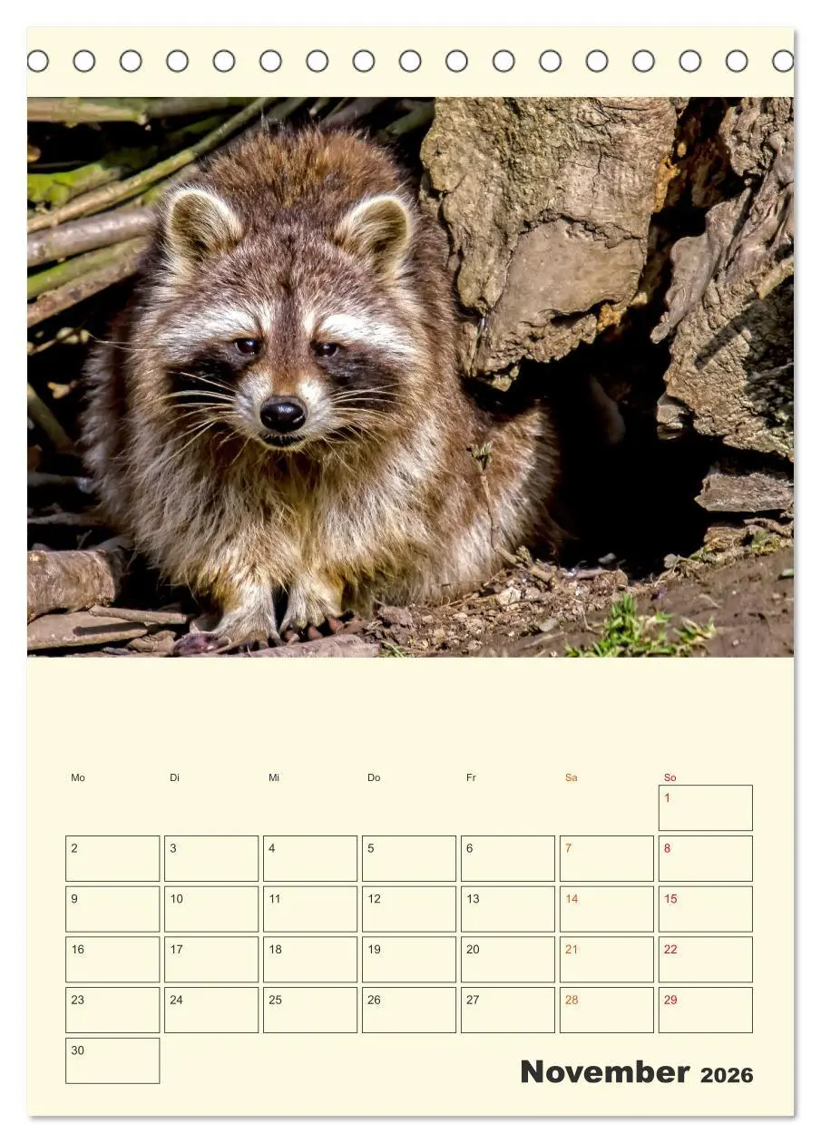 Bild: 9783516347623 | Drolliger Waschbär (Tischkalender 2026 DIN A5 hoch), CALVENDO...