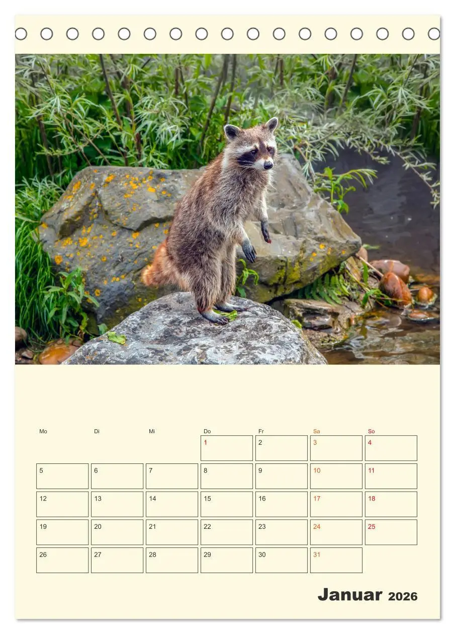 Bild: 9783516347623 | Drolliger Waschbär (Tischkalender 2026 DIN A5 hoch), CALVENDO...