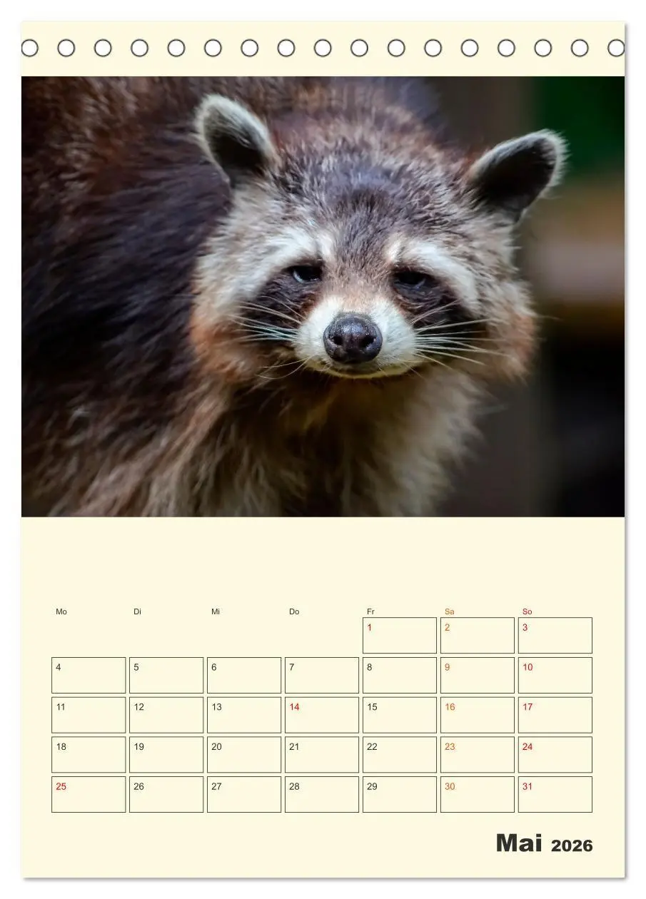 Bild: 9783516347623 | Drolliger Waschbär (Tischkalender 2026 DIN A5 hoch), CALVENDO...