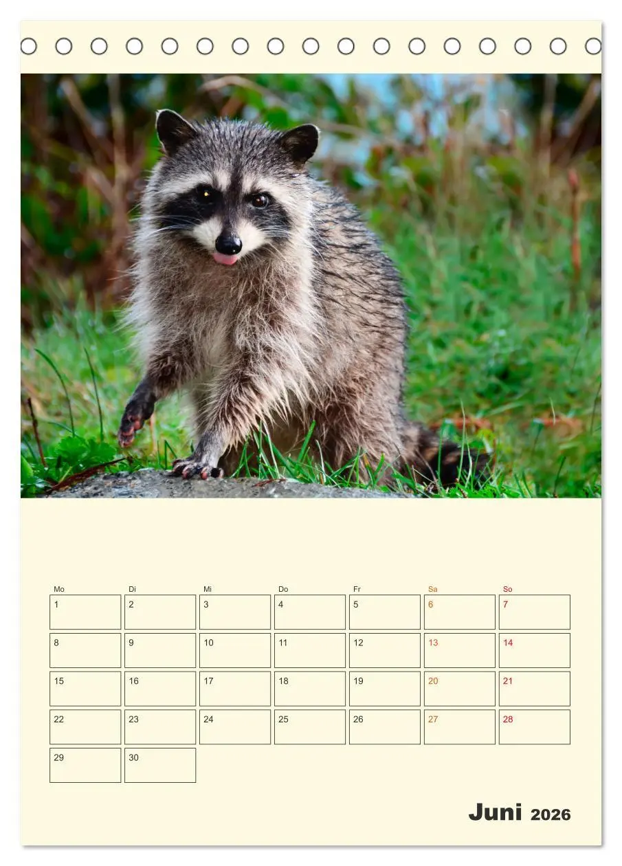 Bild: 9783516347623 | Drolliger Waschbär (Tischkalender 2026 DIN A5 hoch), CALVENDO...