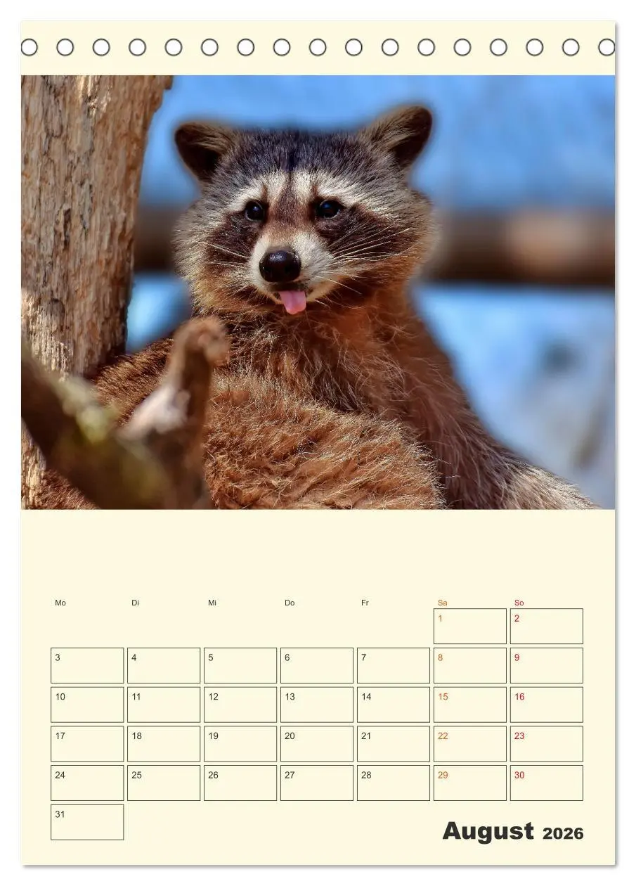 Bild: 9783516347623 | Drolliger Waschbär (Tischkalender 2026 DIN A5 hoch), CALVENDO...