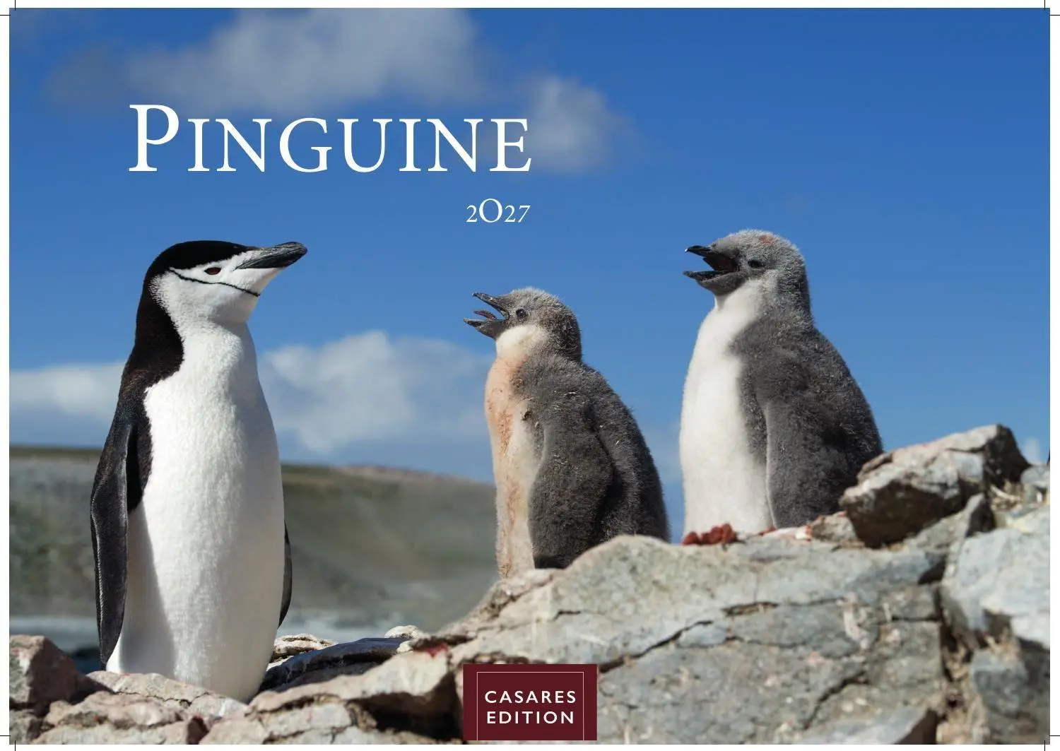 Cover: 9781835247723 | Pinguine Kalender 2027 - Wandkalender Fotokalender Tierkalender...
