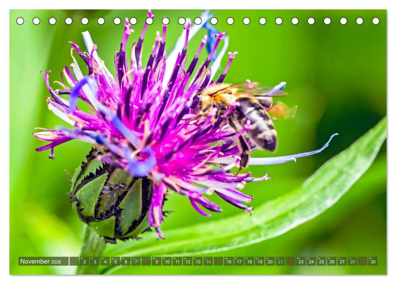 Bild: 9783457797723 | BIENEN - Kleine Nützlinge ganz groß (Tischkalender 2026 DIN A5...