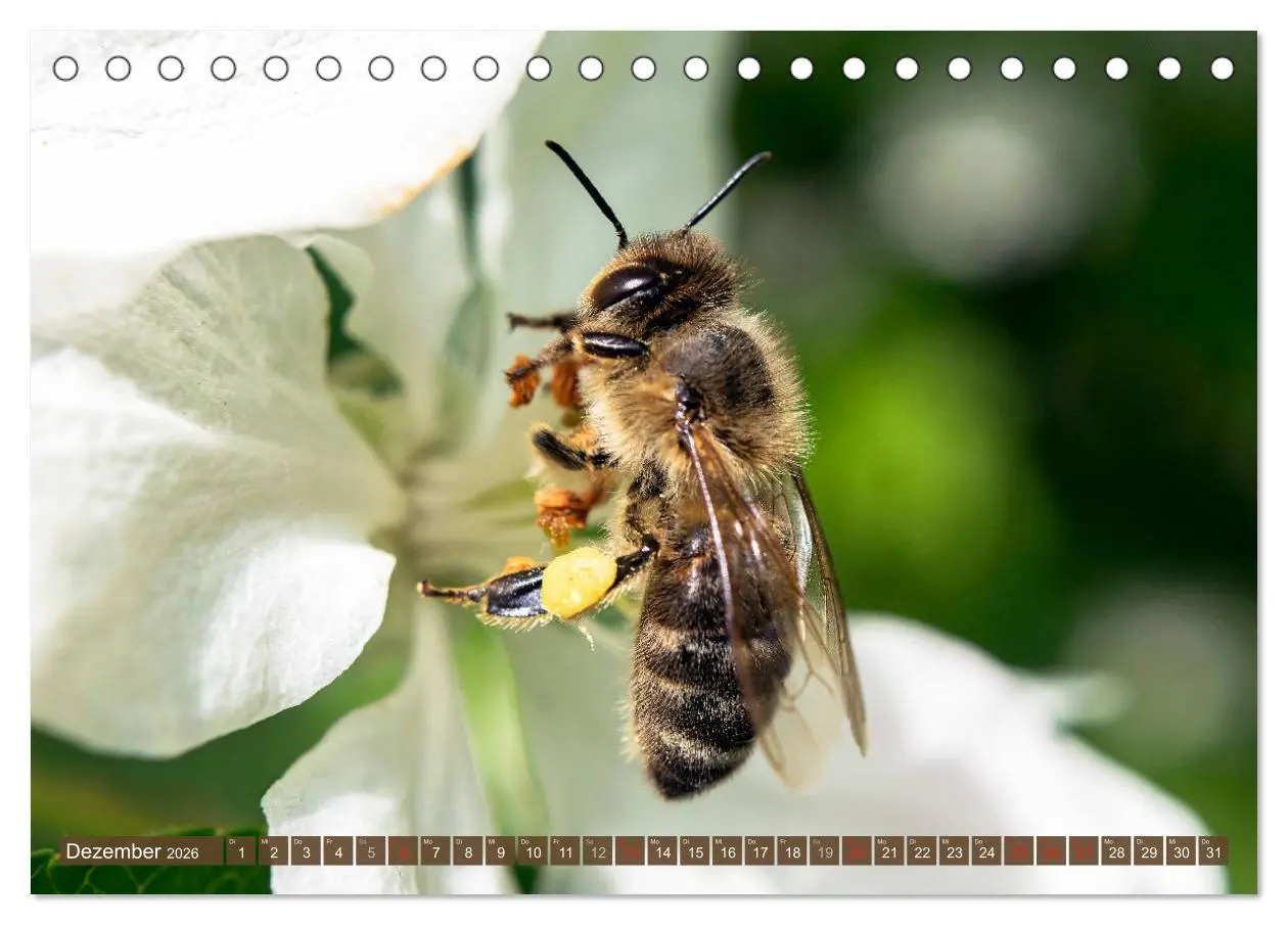 Bild: 9783457797723 | BIENEN - Kleine Nützlinge ganz groß (Tischkalender 2026 DIN A5...