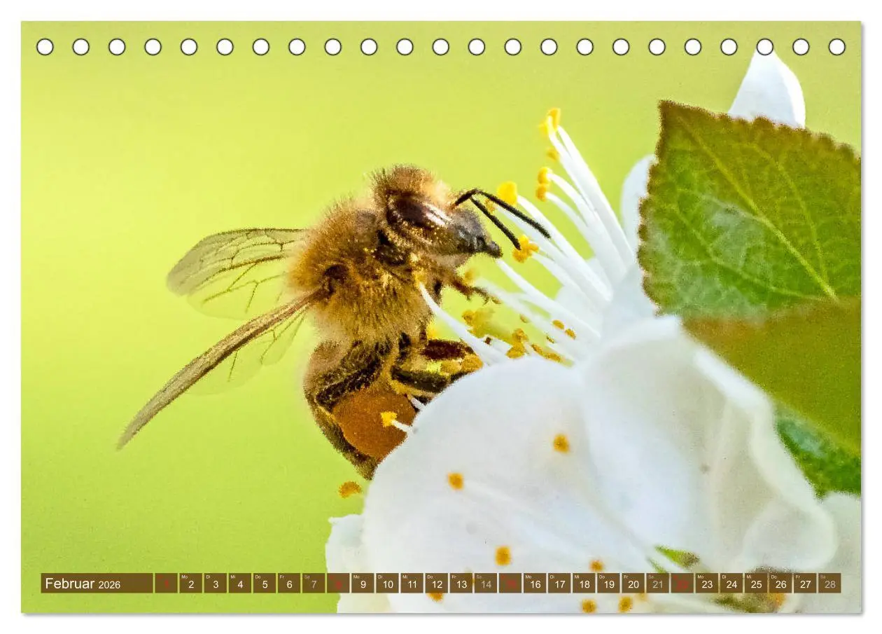 Bild: 9783457797723 | BIENEN - Kleine Nützlinge ganz groß (Tischkalender 2026 DIN A5...