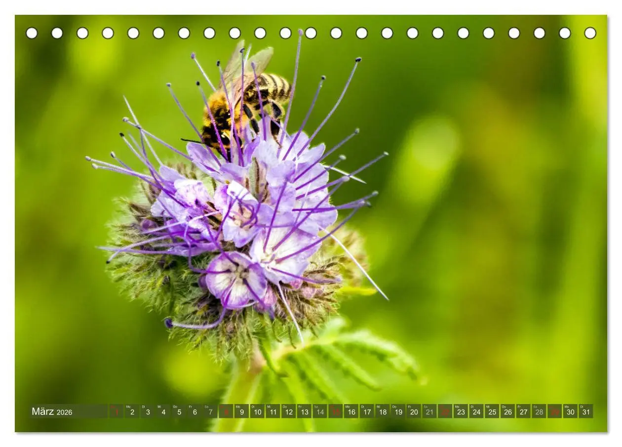 Bild: 9783457797723 | BIENEN - Kleine Nützlinge ganz groß (Tischkalender 2026 DIN A5...