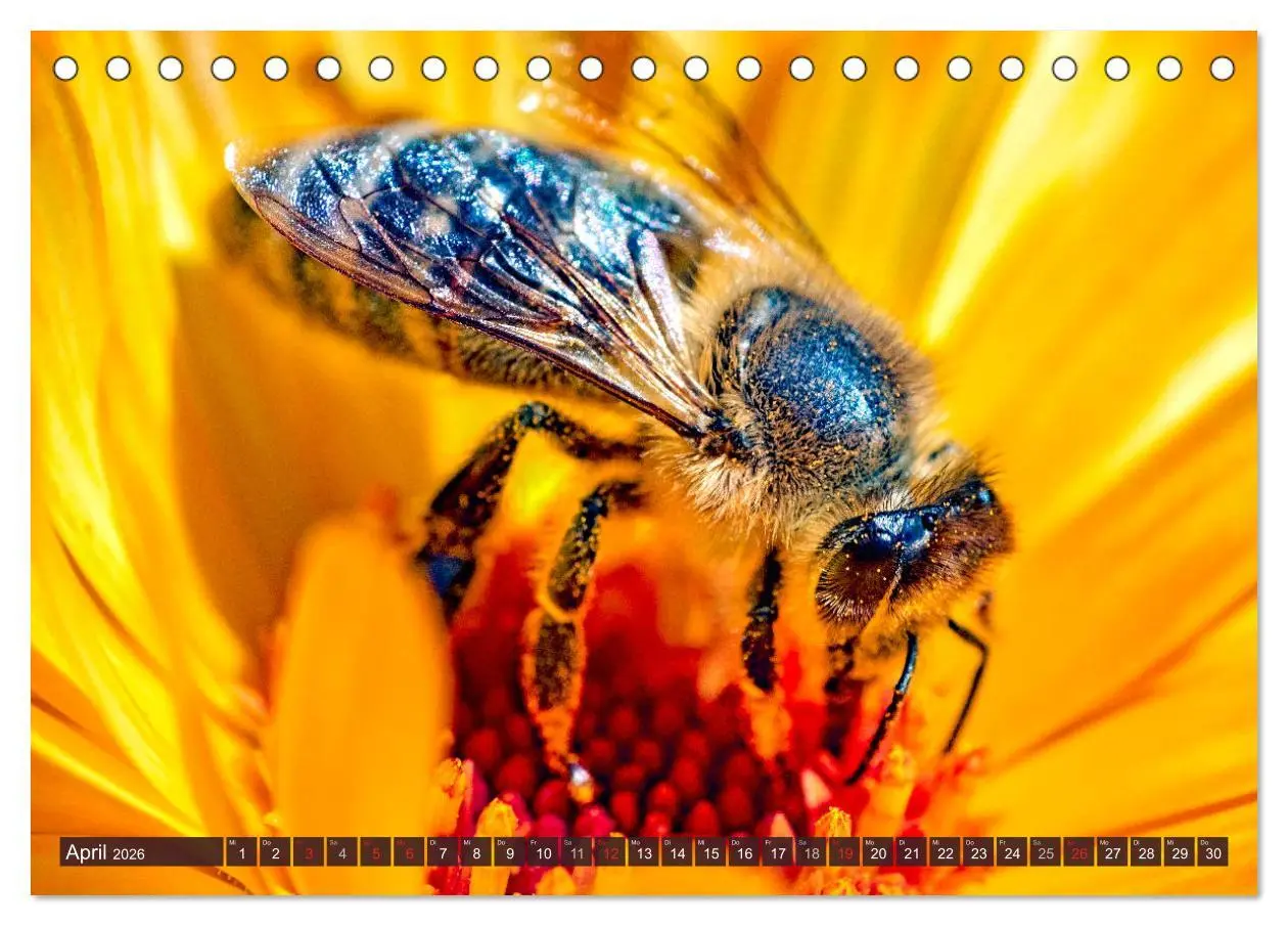 Bild: 9783457797723 | BIENEN - Kleine Nützlinge ganz groß (Tischkalender 2026 DIN A5...