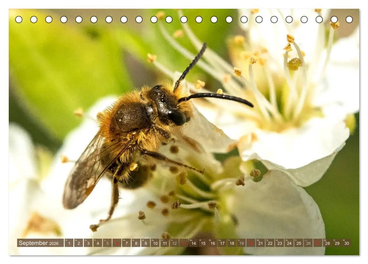Bild: 9783457797723 | BIENEN - Kleine Nützlinge ganz groß (Tischkalender 2026 DIN A5...