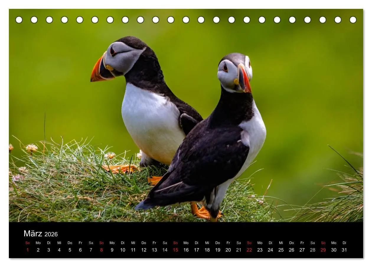 Bild: 9783516027723 | Schottlands Inseln (Tischkalender 2026 DIN A5 quer), CALVENDO...