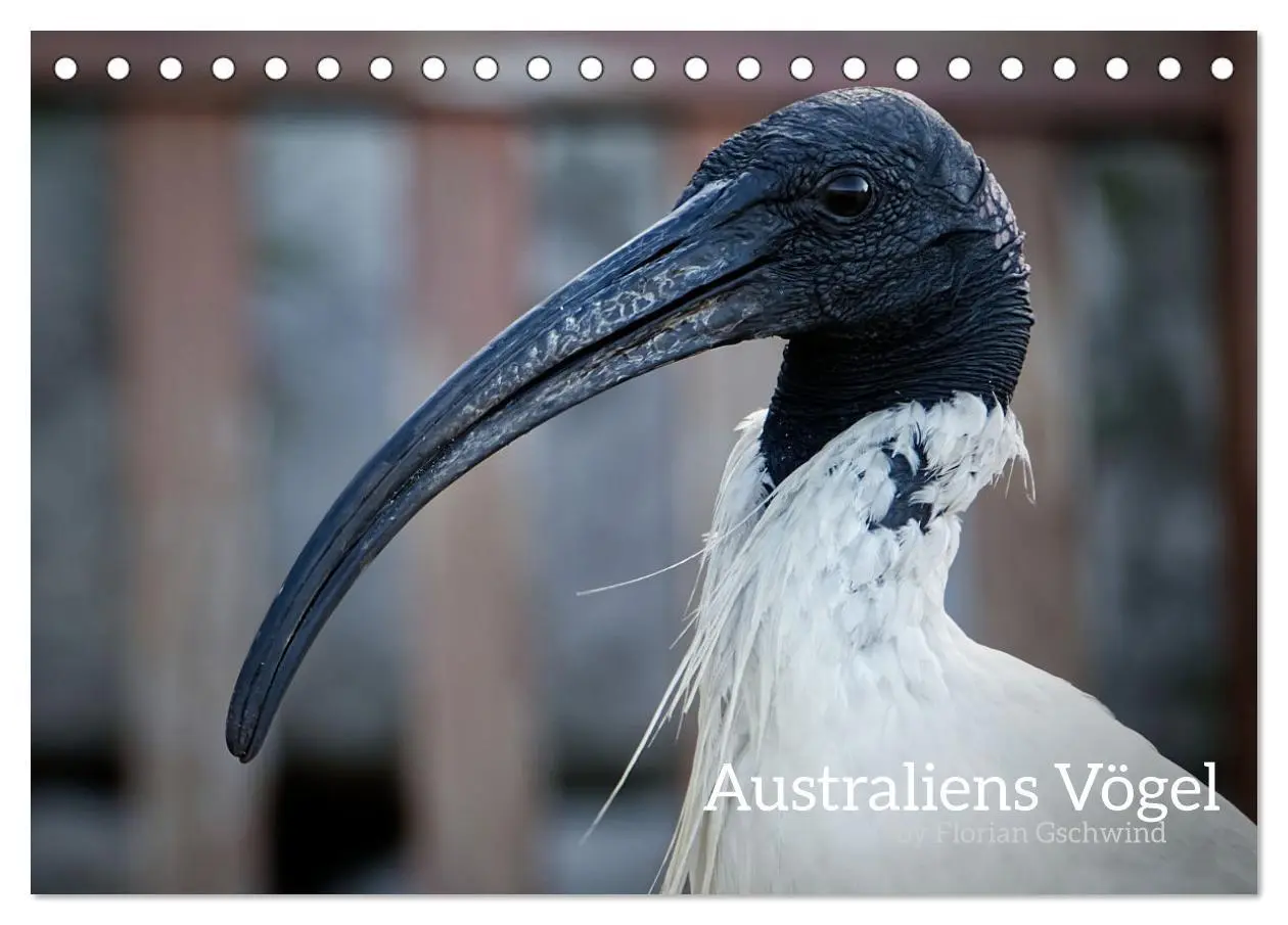 Cover: 9783457157923 | Australiens Vögel (Tischkalender 2025 DIN A5 quer), CALVENDO...