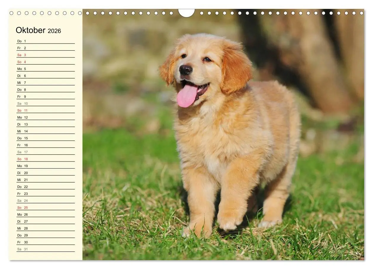 Bild: 9783516007923 | Mein bester Freund - Der Hovawart (Wandkalender 2026 DIN A3 quer),...