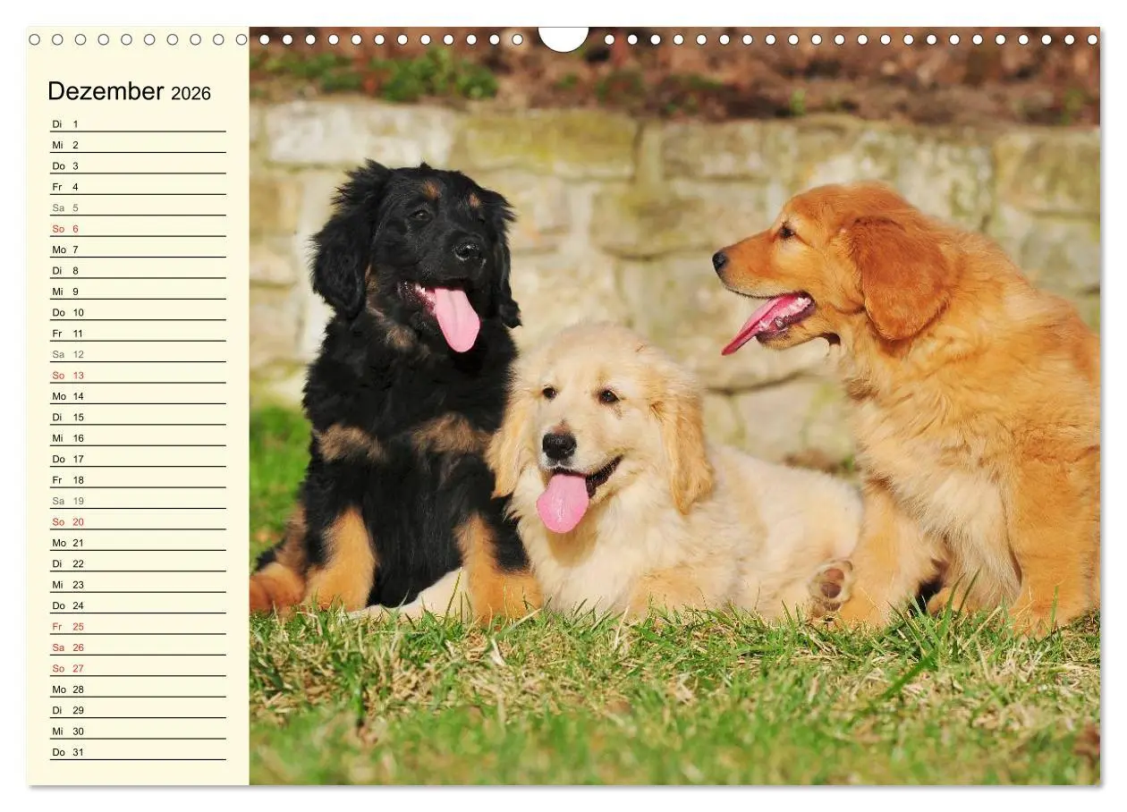 Bild: 9783516007923 | Mein bester Freund - Der Hovawart (Wandkalender 2026 DIN A3 quer),...
