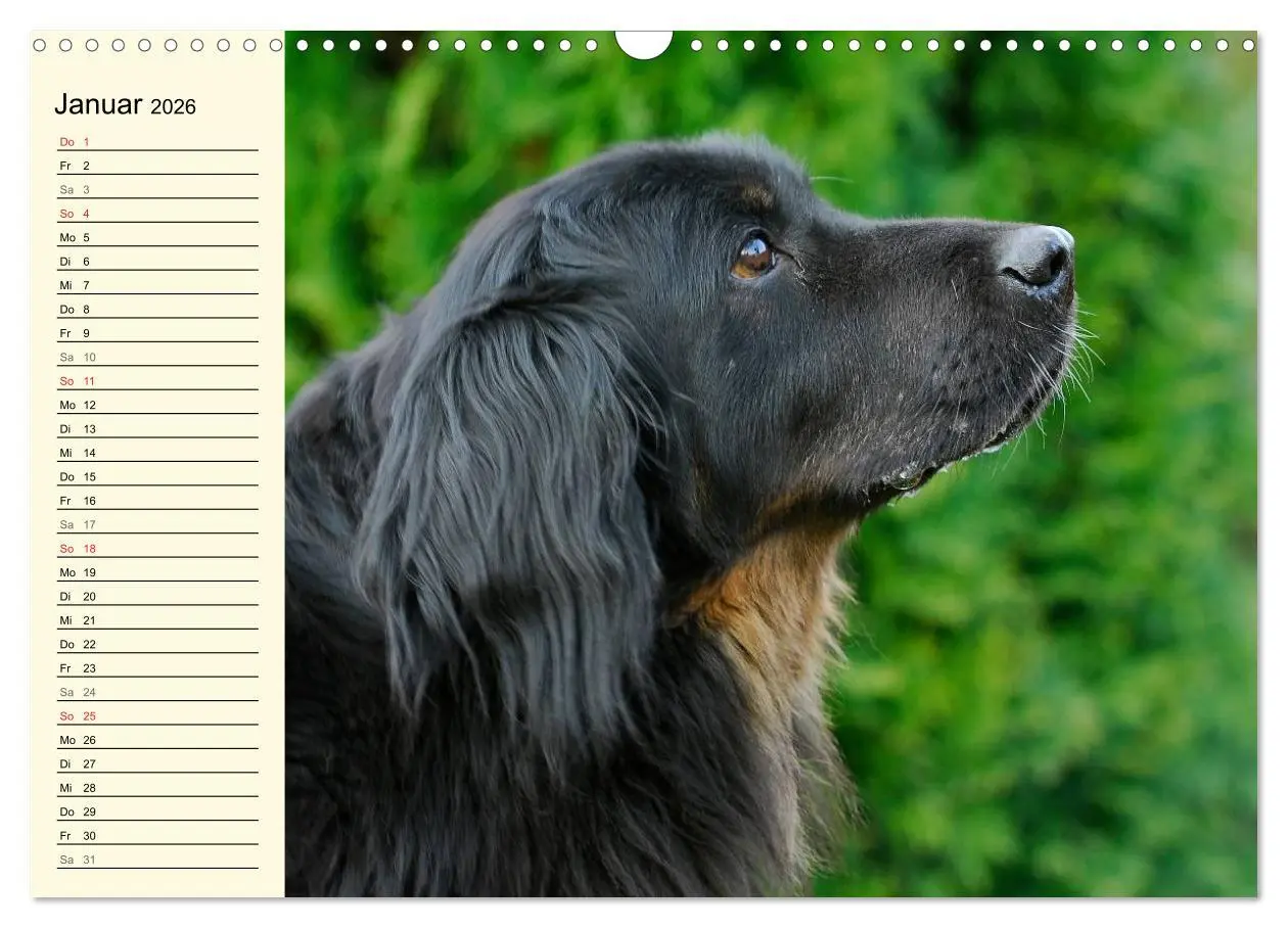 Bild: 9783516007923 | Mein bester Freund - Der Hovawart (Wandkalender 2026 DIN A3 quer),...