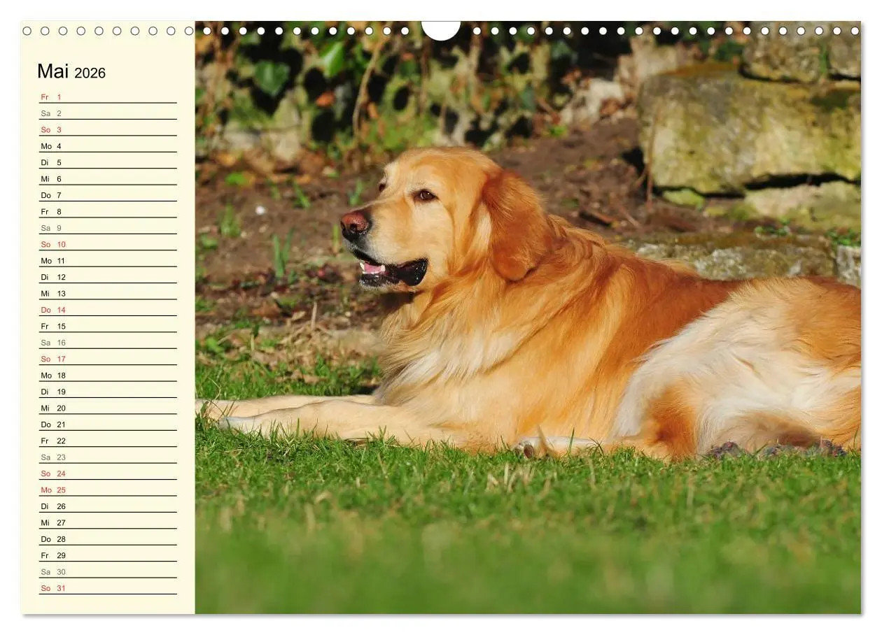 Bild: 9783516007923 | Mein bester Freund - Der Hovawart (Wandkalender 2026 DIN A3 quer),...