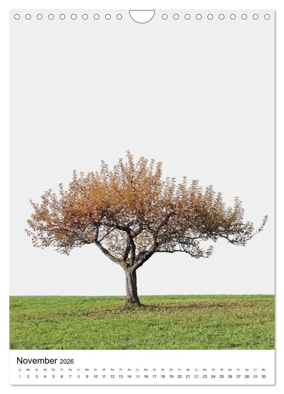 Bild: 9783516487923 | Bäume (Wandkalender 2026 DIN A4 hoch), CALVENDO Monatskalender | 2026