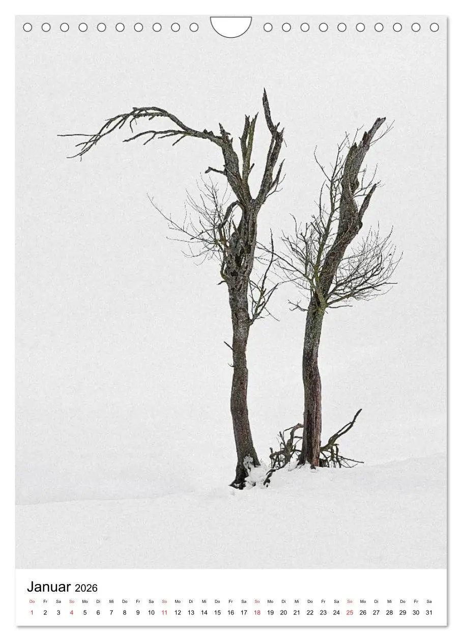 Bild: 9783516487923 | Bäume (Wandkalender 2026 DIN A4 hoch), CALVENDO Monatskalender | 2026