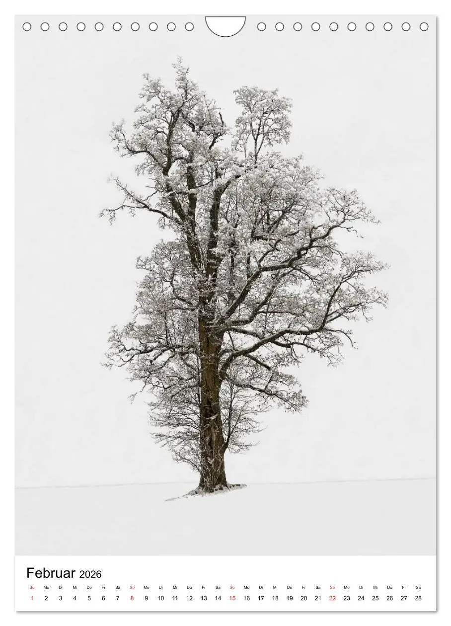Bild: 9783516487923 | Bäume (Wandkalender 2026 DIN A4 hoch), CALVENDO Monatskalender | 2026