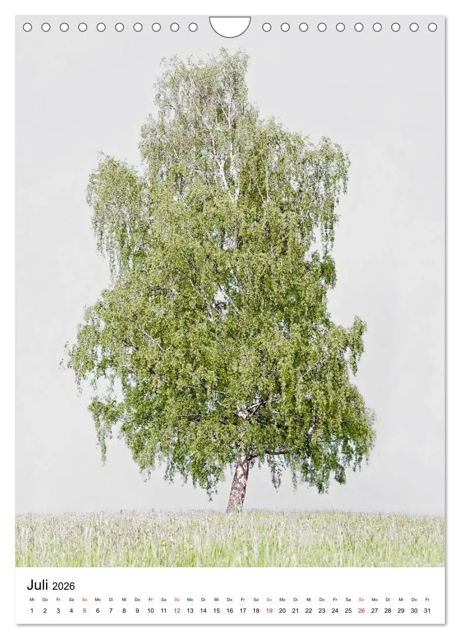 Bild: 9783516487923 | Bäume (Wandkalender 2026 DIN A4 hoch), CALVENDO Monatskalender | 2026