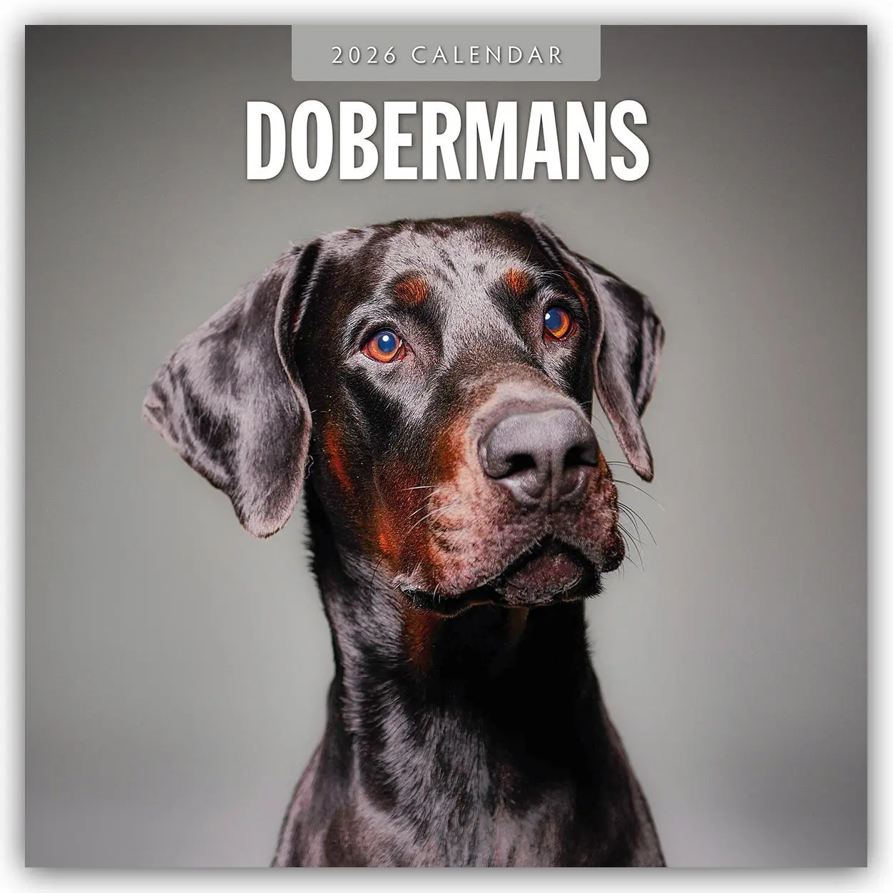 Cover: 9781804428023 | Dobermans 2026 Square Wall Calendar | Red Robin | Taschenbuch | 14 S.