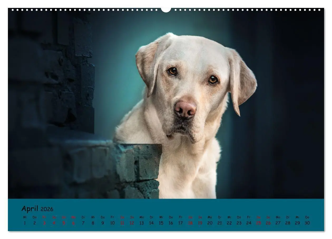 Bild: 9783457428023 | Labrador Retriever - Vielfalt auf Vier Pfoten (hochwertiger Premium...